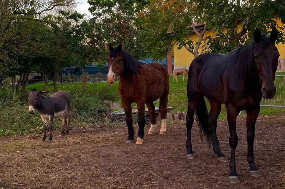 Matti come un cavallo